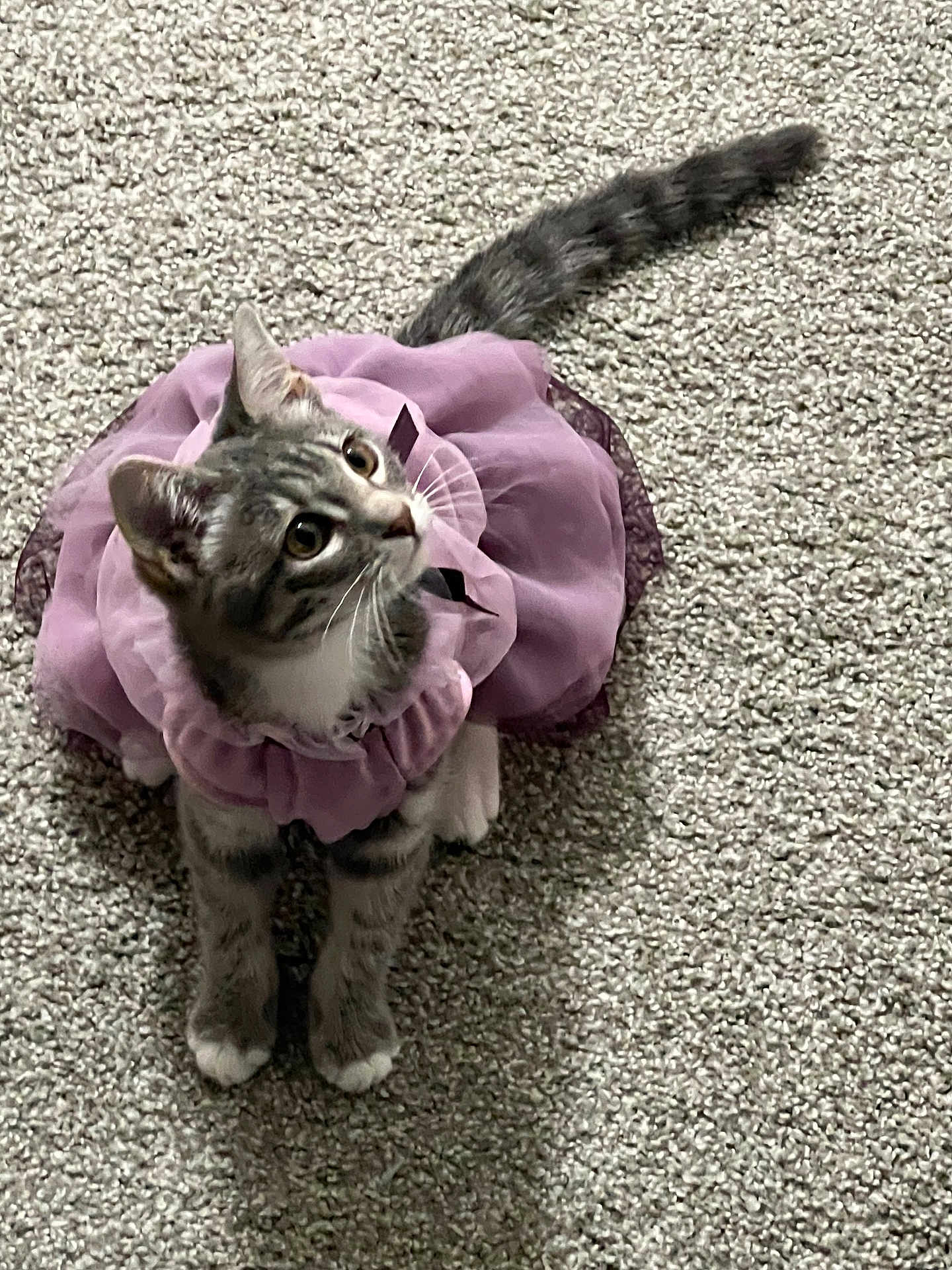 Luna joined the competition — help win amazing prizes! cat, kitten, tutu, lavender, purple, pet, animal, feline, carpet, curious, sitting, indoor, cute, fluffy, whiskers, tail, playful, soft, domestic_animal, young