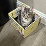 cat, box, indoor, wooden_floor, gray_tabby, curious, pet, animal, almond_milk_box, container, looking_up, feline, six_pack, corner, texture_wall, flooring, domestic_cat, cute, small, sitting