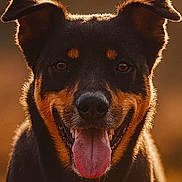 Dumont Thierry a rejoint le concours — aidez-le/la à gagner de superbes lots ! animal, black_and_tan, canine, close_up, cute, dog, domestic_animal, ears_up, friendly, fur, golden_hour, happy, mammal, nature, outdoor, pet, portrait, smiling, sunlight, tongue_out