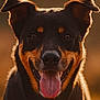 animal, black_and_tan, canine, close_up, cute, dog, domestic_animal, ears_up, friendly, fur, golden_hour, happy, mammal, nature, outdoor, pet, portrait, smiling, sunlight, tongue_out