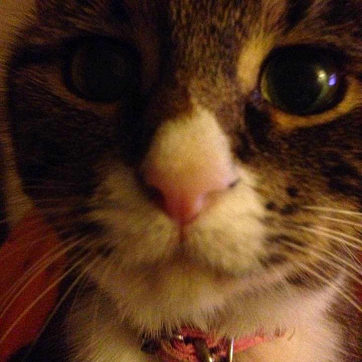 Bella joined the competition — help win amazing prizes!