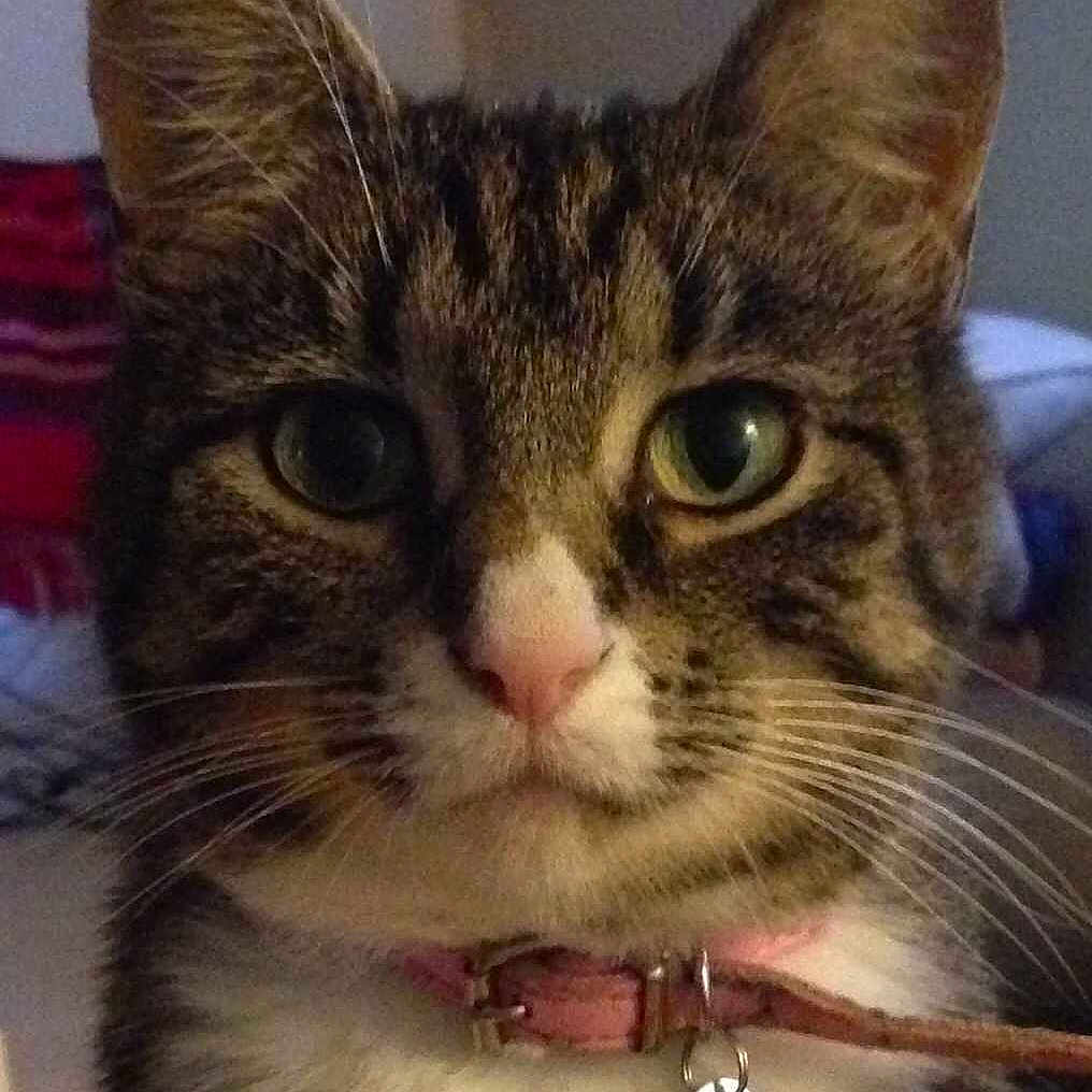 Bella