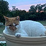 animal, cat, closeup, container, cute, dusk, feline, grass, mammal, nature, orange_and_white_cat, outdoor, pet, plant, planter, relaxing, resting, sky, sunset, tree