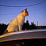 Howard is registered to the contest to win money with this photo: animal, calm, car_roof, cat, dusk, evening, fur, looking_away, mammal, nature, outdoor, peaceful, pet, quiet, side_view, silhouette, sky, trees, twilight, whiskers