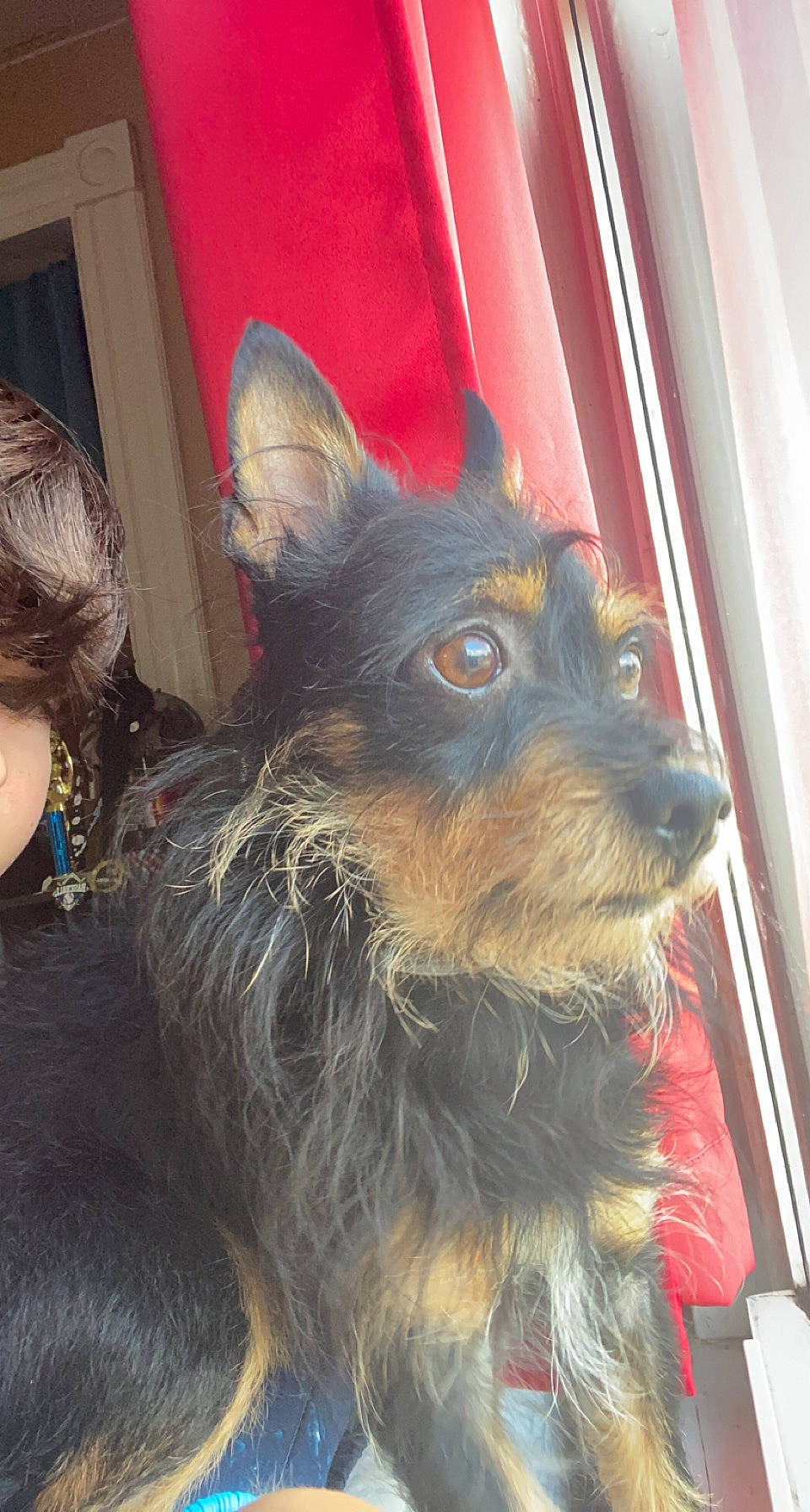 Lynk is registered to the contest to win money with this photo: carnivore, collar, companion_dog, dog, dog_breed, dog_collar, ear, fur, liver, party_hat, small_terrier, snout, sporting_group, terrier, vertebrate, whiskers, working_animal, working_dog