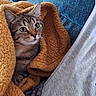 cat, tabby, kitten, animal, pet, feline, whiskers, green_eyes, ears, fur, striped_fur, face, portrait, blanket, cozy, couch, indoors, close_up, snuggling, cute