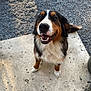 animal, canine, closeup, companion, concrete, cute, daylight, dog, ears, friendly, fur, gravel, happy, lookingup, outdoor, pet, sitting, smiling, tail, tricolor