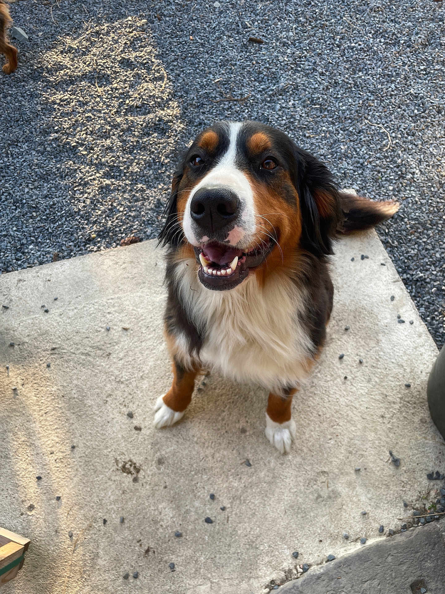 Thalya a rejoint le concours — aidez-le/la à gagner de superbes lots ! animal, canine, closeup, companion, concrete, cute, daylight, dog, ears, friendly, fur, gravel, happy, lookingup, outdoor, pet, sitting, smiling, tail, tricolor