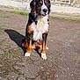 Thalya participe au concours pour gagner de l'argent avec cette photo : dog, bernese_mountain_dog, sitting, outdoor, gravel, stone_wall, windows, sunlight, shadow, fur, pet, animal, nature, daytime, building, moss, quiet, calm, portrait, companion