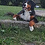 dog, bernese_mountain_dog, outdoor, grass, stone, garden, pet, animal, canine, nature, resting, furry, mammal, smiling, tongue_out, greenery, daylight, relaxed, friendly, beautiful