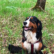 Thalya a rejoint le concours — aidez-le/la à gagner de superbes lots ! dog, bernese_mountain_dog, forest, grass, tree, outdoor, canine, pet, nature, animal, happy, fur, muzzle, brown, black, white, leaves, sitting, smiling, wildlife