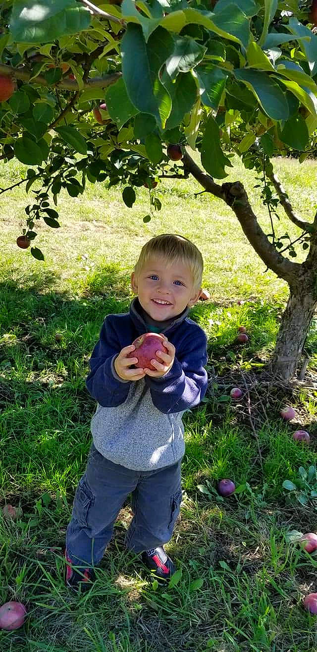 Casen is registered to the contest to win money with this photo: apple, child, common_fig, european_plum, flower, food, fruit, fruit_tree, joy, malus, person, plant, produce, rose_family, rose_order, toddler, tree