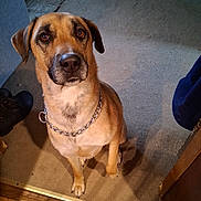 Jade joined the competition — help win amazing prizes! dog, pet, indoor, carpet, chain_collar, brown_dog, floor, wood_floor, shoe, doorframe, looking_up, animal, mammal, paw, ears, canine, household, domestic_animal, companion, sitting