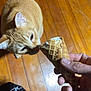 Punkin is registered to the contest to win money with this photo: cat, orange_tabby, ice_cream_cone, hand, wooden_floor, sock, jeans, indoor, pet, curious, whiskers, fur, floorboards, human, food, treat, closeup, sniffing, animal, domestic