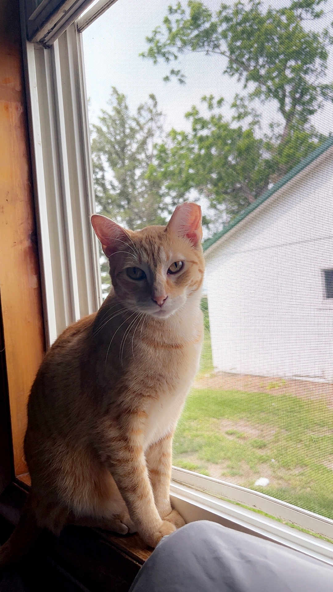Punkin joined the competition — help win amazing prizes! animal, backyard, calm, cat, curious, daylight, domestic_cat, feline, greenery, indoor, looking_out, natural_light, orange_tabby, outdoor, pet, quiet, shed, sitting, window_screen, windowsill