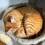 Punkin joined the competition — help win amazing prizes! cat, orange_tabby, sleeping, curled_up, cat_bed, fluffy, indoor, cozy, paw, fur, pet, resting, wooden_floor, sunlight, quiet, cute, animal, domestic_cat, relaxed, whiskers