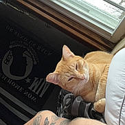 Punkin joined the competition — help win amazing prizes! cat, orange_tabby, tattoo, person, arm, window, rain, bed, blanket, indoor, relaxed, feline, resting, light, daylight, casual, tattooed_arm, skin, comfort, animal