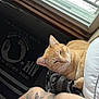 cat, orange_tabby, tattoo, person, arm, window, rain, bed, blanket, indoor, relaxed, feline, resting, light, daylight, casual, tattooed_arm, skin, comfort, animal