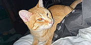 Punkin is registered to the contest to win money with this photo: cat, orange_tabby, pet, bed, blanket, bedding, whiskers, ears, eyes, feline, indoor, resting, domestic_animal, fur, animal, comfort, nighttime, phone, technology, reflection