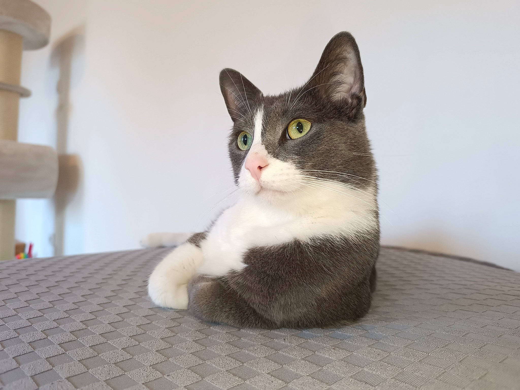 Tommy a rejoint le concours — aidez-le/la à gagner de superbes lots ! box, carnivore, cat, cat_supply, comfort, domestic_short_haired_cat, eye, felidae, fur, grey, paw, pet_supply, sitting, small_to_medium_sized_cats, tail, whiskers, wood