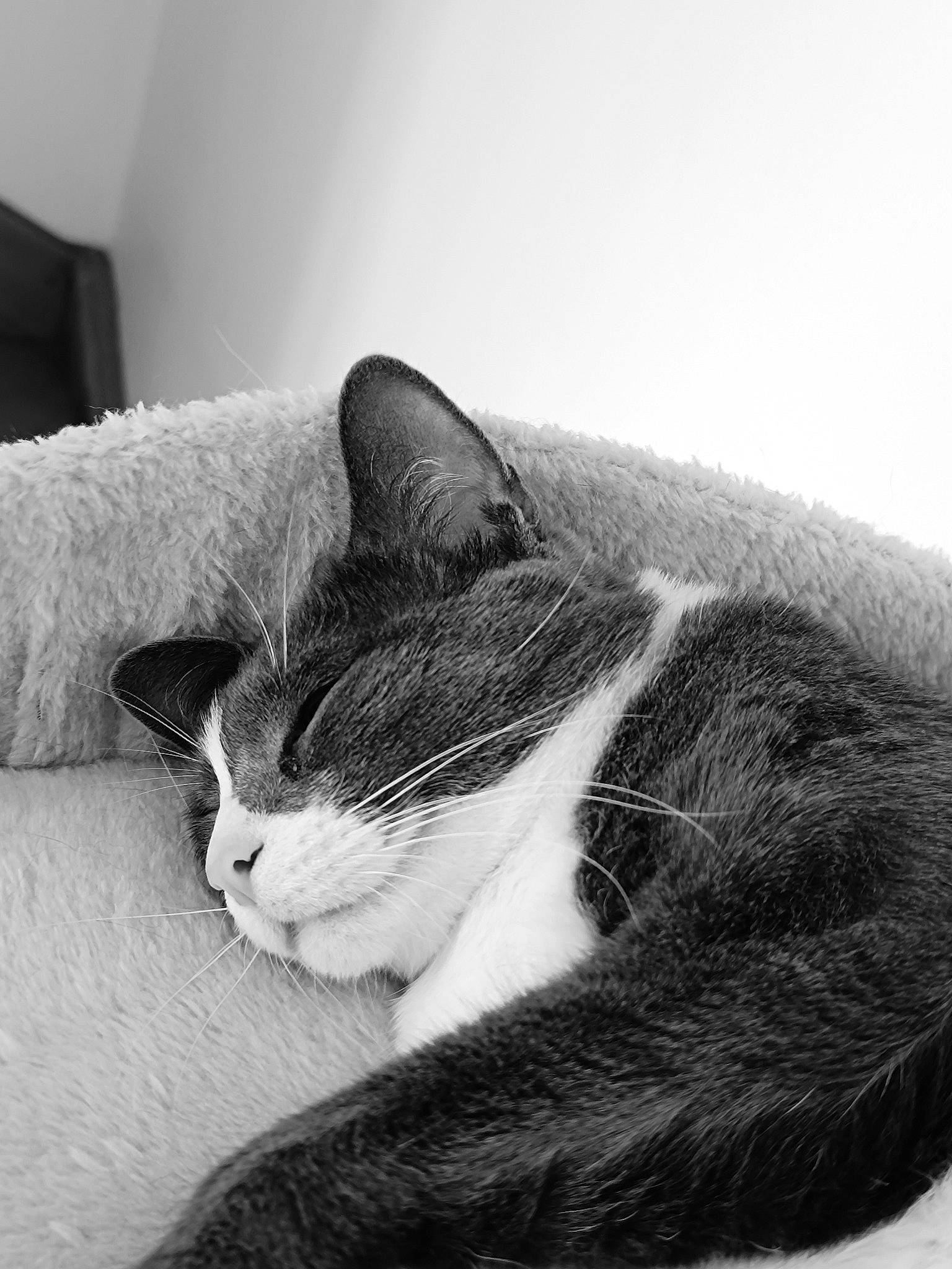 Tommy a rejoint le concours — aidez-le/la à gagner de superbes lots ! art, carnivore, cat, comfort, domestic_short_haired_cat, felidae, fur, grey, linens, monochrome, monochrome_photography, paw, sitting, small_to_medium_sized_cats, snout, whiskers, window