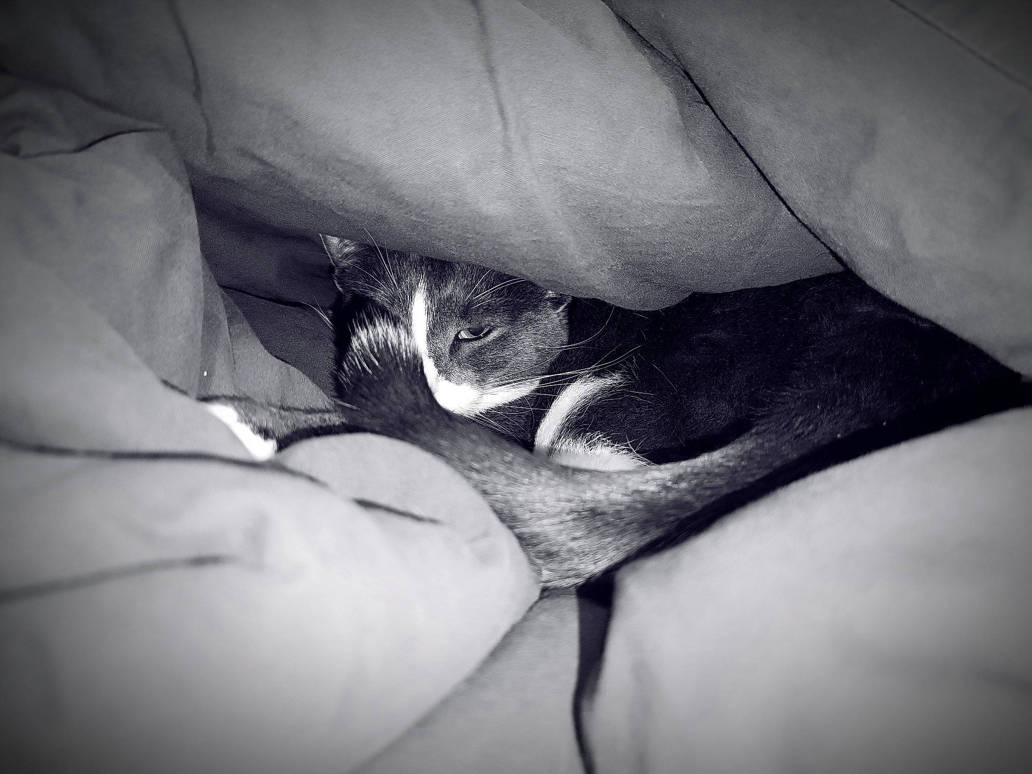 Tommy a rejoint le concours — aidez-le/la à gagner de superbes lots ! close_up, comfort, darkness, elbow, finger, flash_photography, gesture, grey, hand, human_leg, knee, leg, linens, monochrome, monochrome_photography, style, thigh, tints_and_shades, trunk, wrist