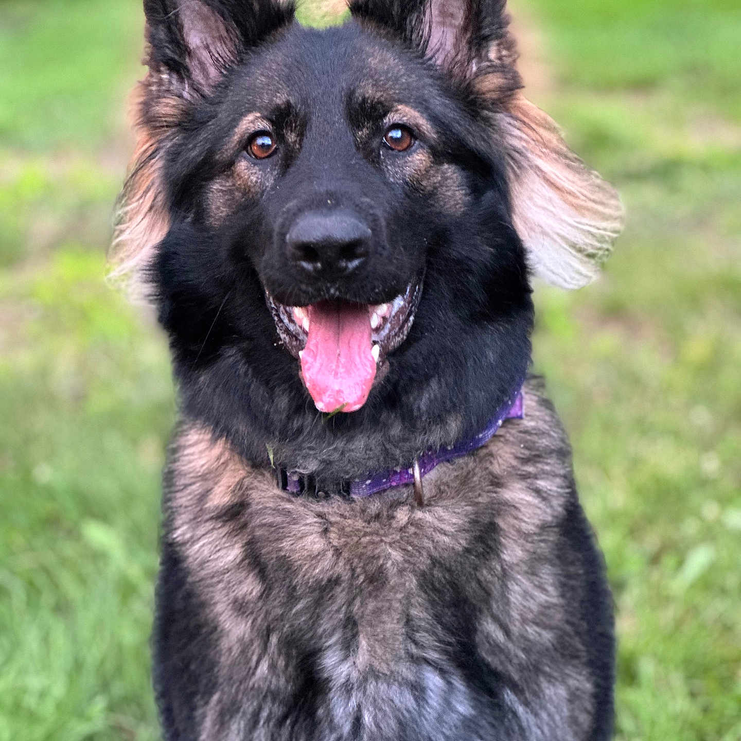 Freya joined the competition — help win amazing prizes! animal, bodypart, canine, dog, germanshepherd, grass, mouth, person, pet, plant, policedog, puppy, snout, tongue