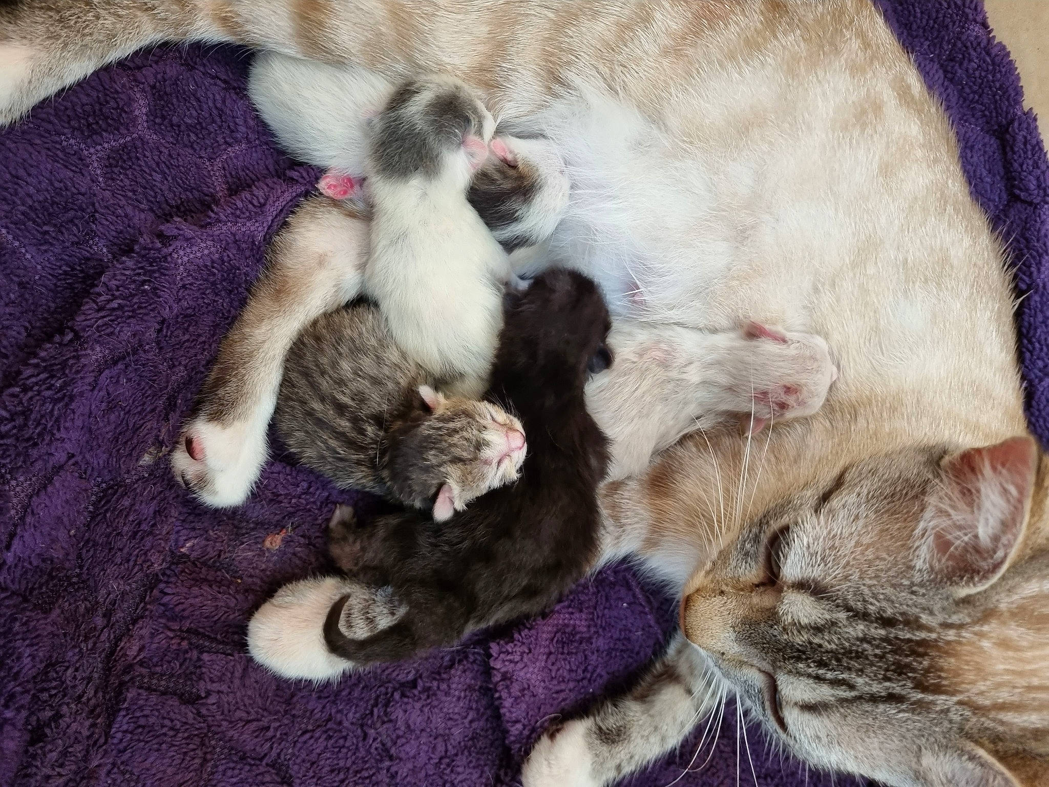 Riley participe au concours pour gagner de l'argent avec cette photo : art, carnivore, cat, cat_bed, cat_supply, claw, comfort, companion_dog, domestic_short_haired_cat, fawn, felidae, fur, nap, paw, plant, sleep, small_to_medium_sized_cats, snout, tail, whiskers