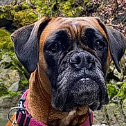 Salsa participe au concours pour gagner de l'argent avec cette photo : dog, boxer, close_up, pet, canine, collar, outdoor, nature, moss, rock, fur, ears, snout, portrait, animal, brown, black, expression, leash, background