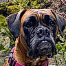 animal, background, black, boxer, brown, canine, close_up, collar, dog, ears, expression, fur, leash, moss, nature, outdoor, pet, portrait, rock, snout