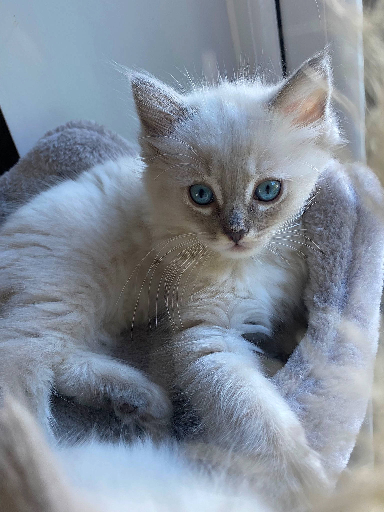 Fluffy is registered to the contest to win money with this photo: carnivore, cat, claw, comfort, fawn, felidae, fur, paw, small_to_medium_sized_cats, tail, terrestrial_animal, whiskers