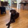 Enzo joined the competition — help win amazing prizes! dog, labrador, brown_dog, pet, indoor, wooden_floor, crossed_paws, collar, house, brick_wall, table, chair, carpet, window, door, computer, books, glassware, furniture, living_room