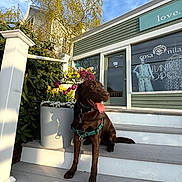 Enzo joined the competition — help win amazing prizes! dog, labrador, brown_dog, pet, outdoor, stairs, flower_pot, flowers, greenery, sunlight, daylight, building, shop, window, sky, clouds, happy_dog, tongue_out, harness, canine