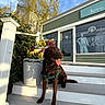 dog, labrador, brown_dog, pet, outdoor, stairs, flower_pot, flowers, greenery, sunlight, daylight, building, shop, window, sky, clouds, happy_dog, tongue_out, harness, canine