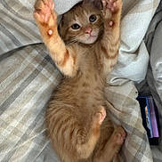 Mango is registered to the contest to win money with this photo: kitten, cat, orange_tabby, paw, stretching, lying_down, blanket, plaid, cozy, fur, pink_paw_pads, pet, cute, animal, indoor, resting, small, young, feline, sleepy