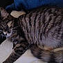 cat, tabby, sleeping, fur, whiskers, paw, tail, striped, pet, animal, domestic, cozy, blanket, resting, closeup, indoor, feline, cute, relaxing, nap
