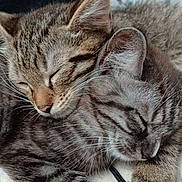 Symba a rejoint le concours — aidez-le/la à gagner de superbes lots ! cat, kitten, sleeping, cuddle, fur, closeup, pet, animal, cute, tabby, whiskers, ears, paw, resting, companion, friendship, indoors, cozy, soft, peaceful