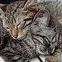 cat, kitten, sleeping, cuddle, fur, closeup, pet, animal, cute, tabby, whiskers, ears, paw, resting, companion, friendship, indoors, cozy, soft, peaceful