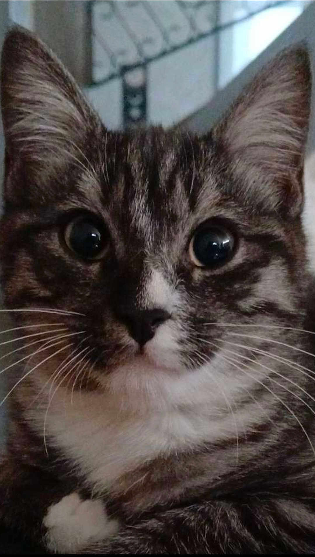 Symba a rejoint le concours — aidez-le/la à gagner de superbes lots ! cat, tabby, close_up, whiskers, wide_eyes, fur, indoor, pet, animal, cute, curious, mammal, face, portrait, feline, domestic_animal, soft_light, cozy, white_patch, ears