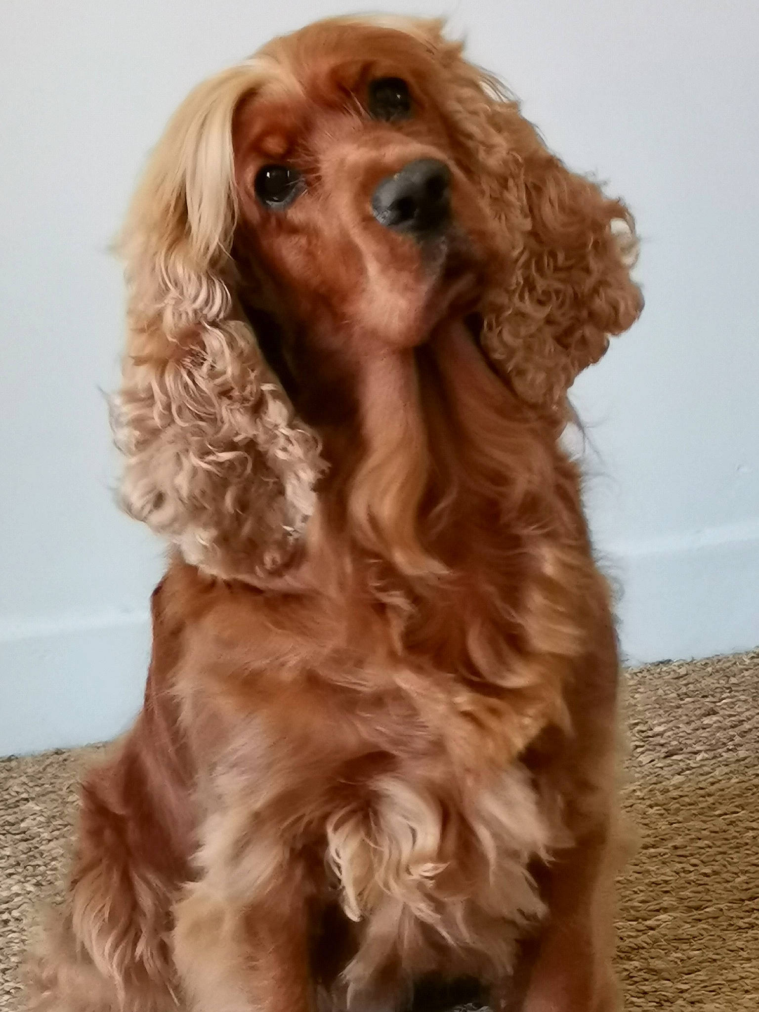 Elsa a rejoint le concours — aidez-le/la à gagner de superbes lots ! brown, brown_hair, canidae, carnivore, companion_dog, dog, dog_breed, fawn, fur, hair, liver, snout, sporting_group, water_dog, working_animal