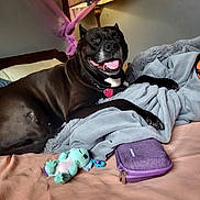 Maddie is registered to the contest to win money with this photo: dog, black_dog, bed, blanket, toy, stuffed_animal, lamp, indoor, pet, collar, pink_tag, comfortable, relaxed, furniture, home, resting, smiling_dog, cozy, purple_case, soft_textiles