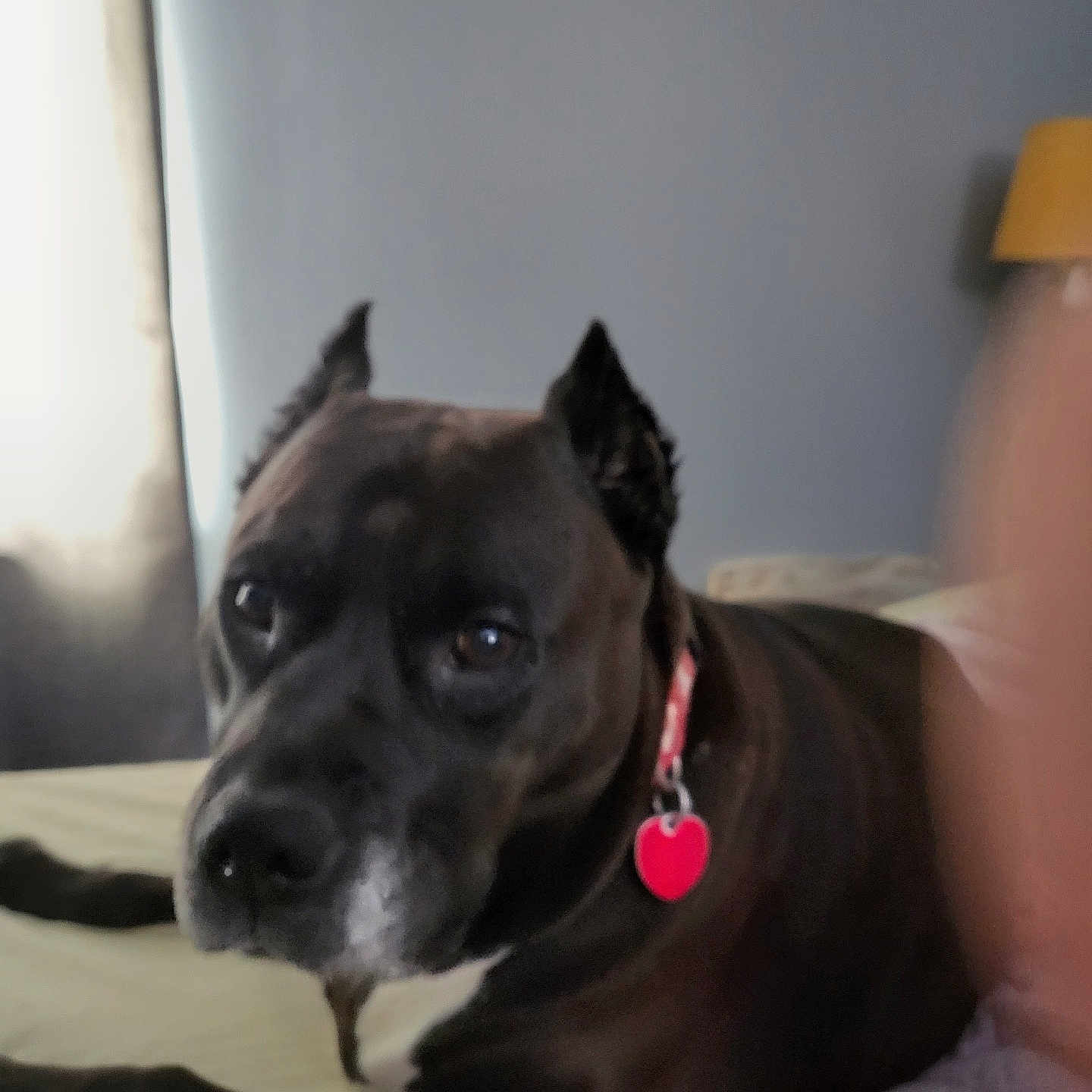 Maddie joined the competition — help win amazing prizes! dog, black_dog, pet, bed, collar, heart_tag, indoor, curtain, lamp, close_up, animal, canine, resting, fur, ears, face, looking, home, domestic, portrait