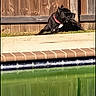 Maddie joined the competition — help win amazing prizes! dog, black_dog, collar, pool, water, reflection, wooden_fence, sunlight, outdoor, grass, pet, animal, relaxing, backyard, summer, daytime, canine, side_view, nature, leisure