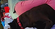 Maddie joined the competition — help win amazing prizes! person, dog, bed, pillow, blanket, sleeping, resting, indoors, casual_clothing, collar, black_dog, pink_pants, mint_hoodie, wooden_headboard, relaxing, cozy, domestic, side_view, home, quiet