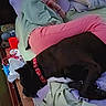 bed, black_dog, blanket, casual_clothing, collar, cozy, dog, domestic, home, indoors, mint_hoodie, person, pillow, pink_pants, quiet, relaxing, resting, side_view, sleeping, wooden_headboard