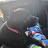 Maddie is registered to the contest to win money with this photo: dog, black_dog, collar, car_interior, blanket, window, seat, pet, canine, domestic_animal, side_view, travel, sunlight, resting, looking_out_window, animal, indoor, calm, seated, companion