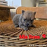 Mia Rose is registered to the contest to win money with this photo: adorable, animal, brown, closeup, cozy, curious, cute, dog, domestic, furniture, indoor, pet, puppy, resting, small, soft, texture, wicker_chair, young, young_animal