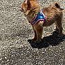 alert, animal, brown_fur, canine, companion, cute, daytime, dog, fluffy, harness, outdoor, pavement, pet, shadow, side_view, small_dog, standing, sunlight, texture, walking