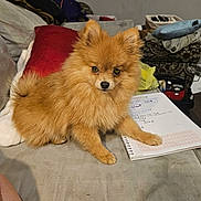 Mia Rose joined the competition — help win amazing prizes! animal, couch, cozy, curious, dog, fluffy, fur, home, indoor, living_room, notebook, notes, orange, paper, paw, pet, pomeranian, red_pillow, seated, writing