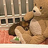 Mia Rose is registered to the contest to win money with this photo: adorable, animal, blanket, brown, companion, cozy, crib, cute, fur, home, indoor, pet, puppy, resting, sleepy, small, soft, stuffed_animal, teddy_bear, toy